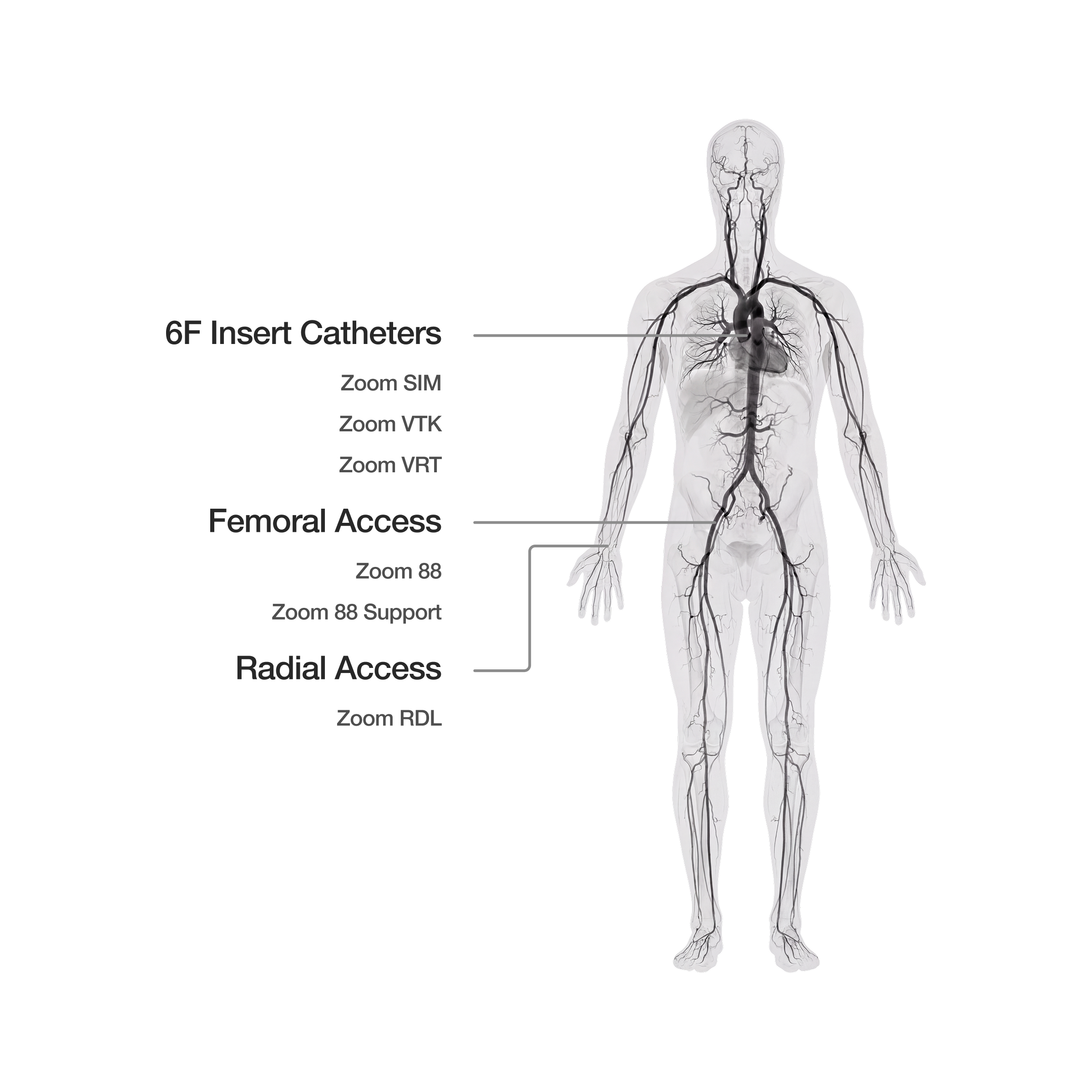 Illustration of the arterial system from head to toe, marking three access routes: 6F Insert Catheters (Zoom SIM, Zoom VTK, Zoom VRT), Femoral Access (Zoom 88, Zoom 88 Support) and Radial Access (Zoom RDL)